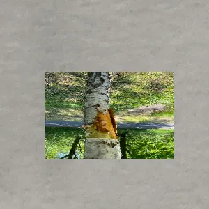 canvas.png